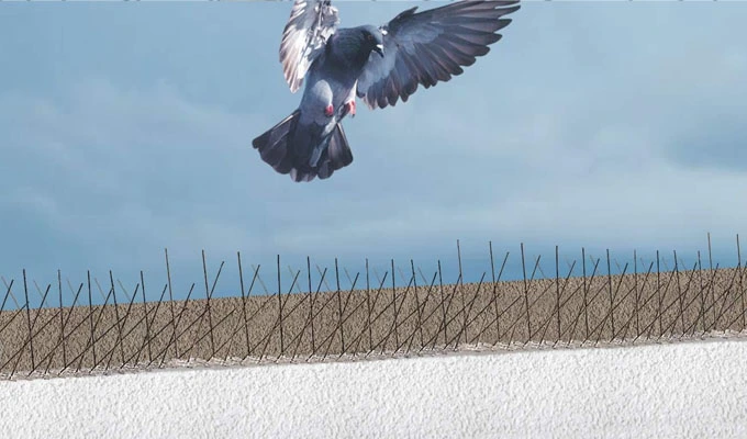 Anti Bird Spikes